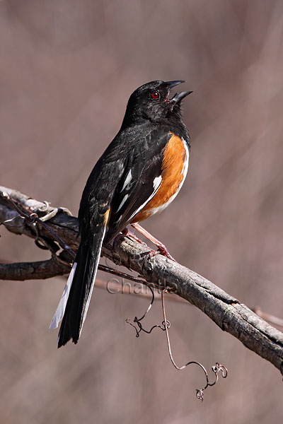 Eastern Towhee © Russ Chantler